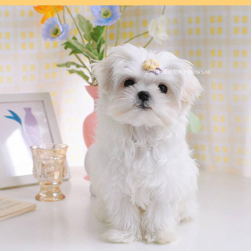 Kẹp Tóc Hình Bông Hoa Dễ Thương Cho Thú Cưng