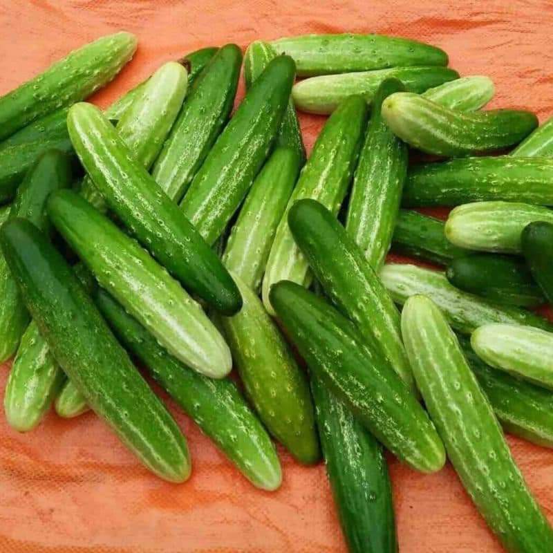 Hạt giống Dưa chuột nếp - dưa leo nếp thơm siêu trái