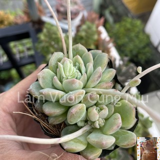 Sen Đá Dù Hồng ☔☔☔ Size Bầu - Trung