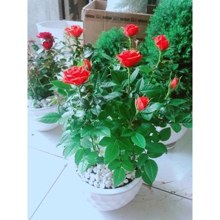 Chậu hoa hồng tezza màu đỏ tươi