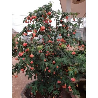Cây hoa đèn lồng Abutilon pictum ( giao siêu nhanh có bảo hành)