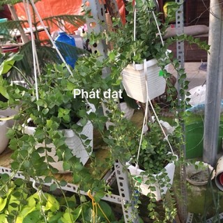 Chậu treo lan tim xanh