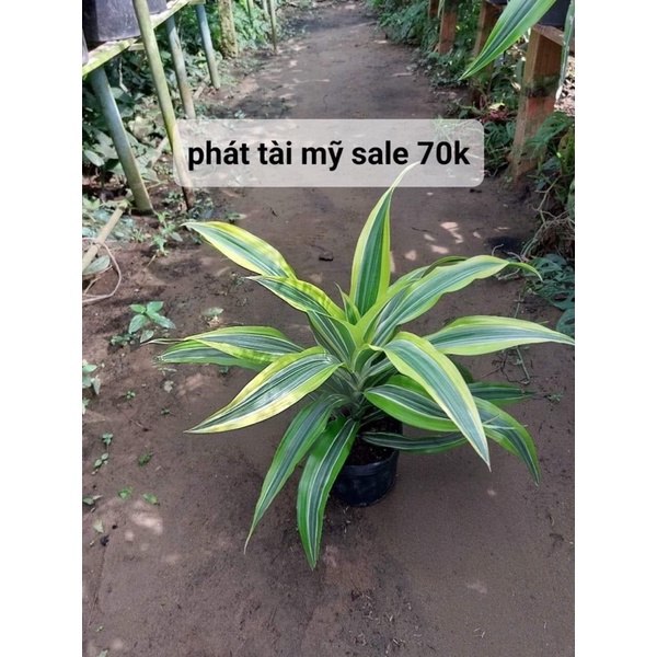 Cây Phát tài Mỹ để bàn