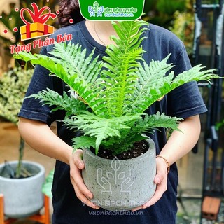 Cây Dương Xỉ Hạnh Phúc kiểng lá decor trồng chậu đẹp