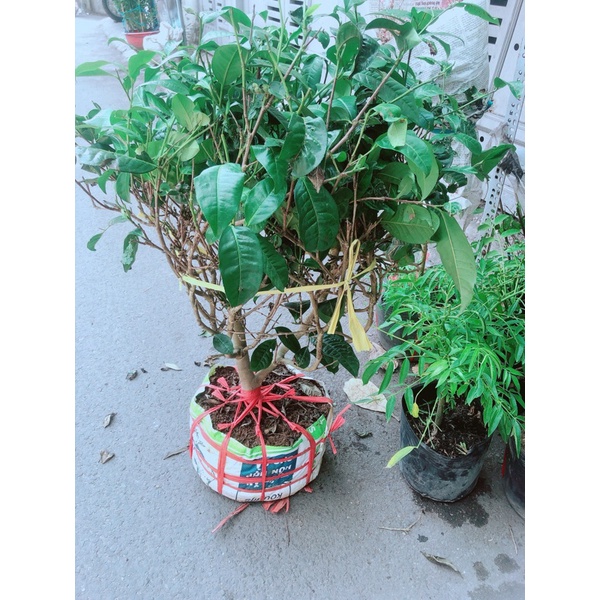 Cây Trà Xanh Lớn