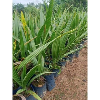 CÂY GIỐNG CHÀ LÀ ĂN QUẢ (SIÊU SỚM)