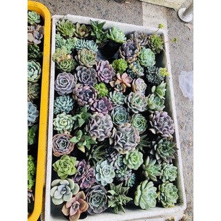 Sen đá size nhỏ 6cm 30 cây khác loại