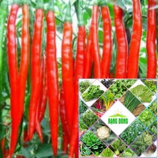 hạt giống ớt dài hàn quốc 20  hạt HAT F1