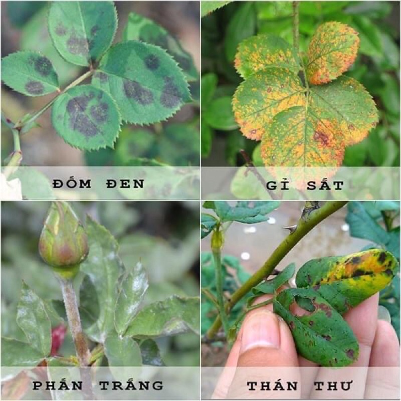 NATIVO 750ƯG 6g Sản phẩm trừ bệnh Gỉ sắt, Thán thư, đốm lá, phấn trắng hoa cây cảnh