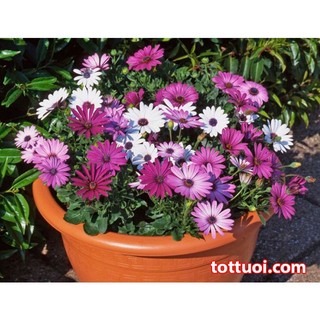 Gói 20 hạt giống cúc châu phi