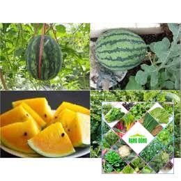 10 hạt giống dưa hấu ruột vàng