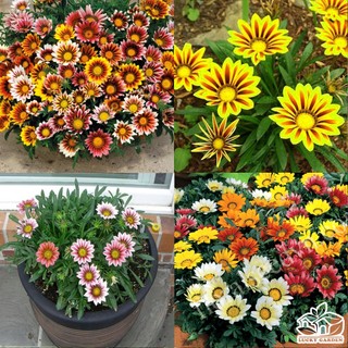 50 hạt giống hoa cúc huân chương nhiều màu
