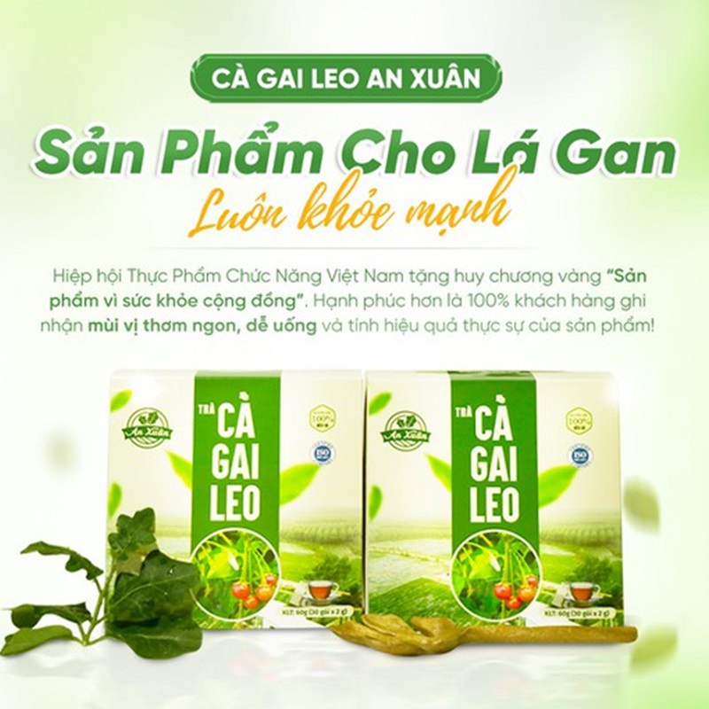 Trà Túi Lọc Cà Gai Leo Giải Độc Gan Hộp 40gr  Mát gan, giải độc gan, thanh nhiệt cơ thể