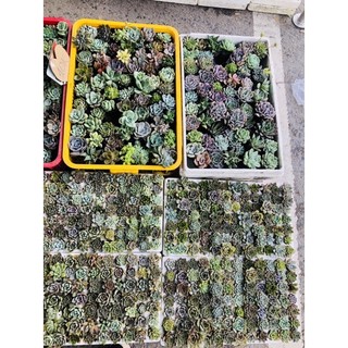 Sen đá size nhỏ 6cm 30 cây khác loại