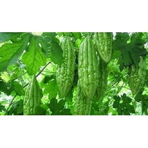 10 Hạt giống  mướp đắng