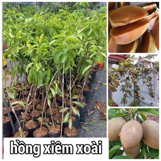 COMBO 5 CÂY GIỐNG HỒNG XIÊM XOÀI 145K