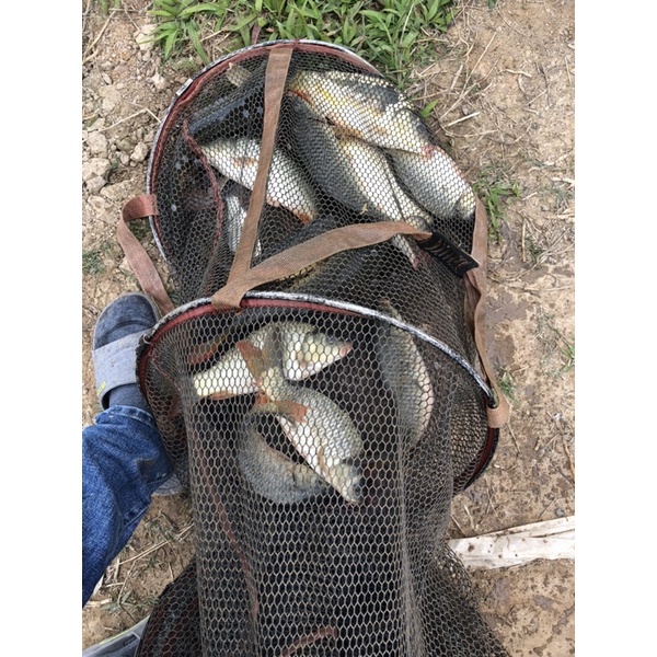 Bông tuyết câu cá gói 200g