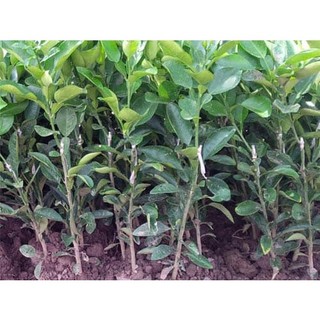 CÂY GIỐNG BƯỞI ĐỎ THÁI LAN [ CÂY GHÉP CHO QUẢ SỚM ] (Hoàn Xu Xtra+...)