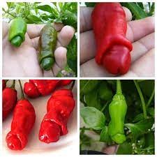 30 hạt giống ớt cu tý