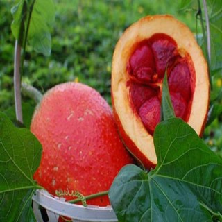 Cây giống gấc nếp