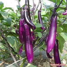 100 hạt giống cà tím dài siêu quả