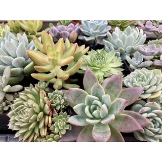 Combo 10 cây sen đá ngẫu nhiên size 5~7cm