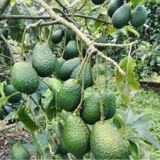Cây giống bơ Hass - Cung cấp giống cây bơ Hass, Lamb Hass,