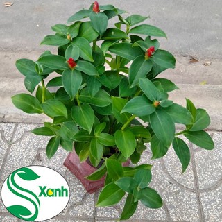 [Huanmaigarden]Cây Hoa Phúc Lộc Thọ