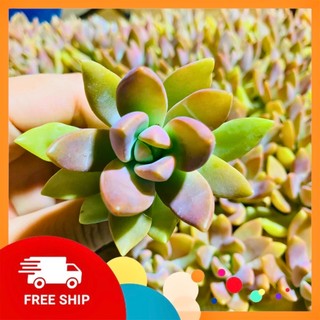 Sen đá “đá đỏ cánh dài”| size vỉ| lỗi 1 đổi 1