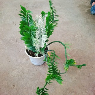 Cây Chân Rết - Cây cảnh mini