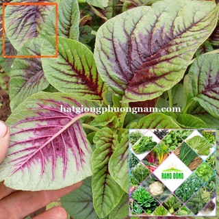 10gr - HẠT GIỐNG RAU DỀN Hạt Giống Nông Trại Xanh THE GARDEN