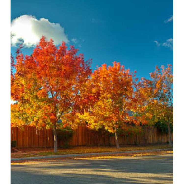 Hạt giống cây Phong Lá Đỏ Nhật Bản  - tăng viên nén ươm hạt