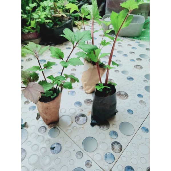 Cây ngải cứu tía