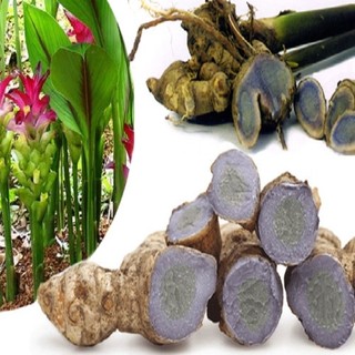 Củ Ngải Đen tươi 1kg (Hàng thượng hạng)
