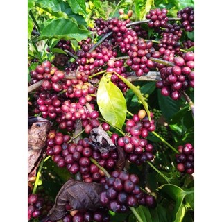 Cà phê bột xay nguyên chất, cafe bột Robusta rang mộc 1kg