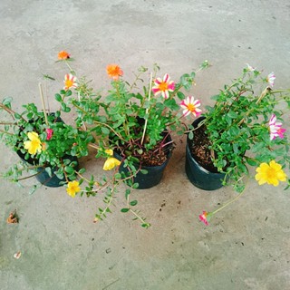 Hoa Mười Giờ Sam - cây cảnh đẹp