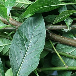 Lá mật gấu tươi 100g