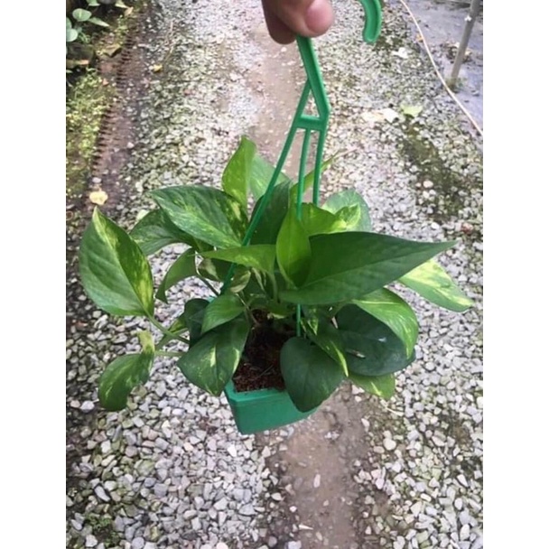 Trầu bà mini các loại