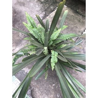 Chậu hoa lan kiếm tiên vũ size to