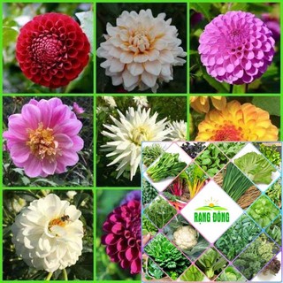 40 hạt giống hoa thược dược kim cương HAT F1
