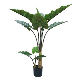 Giống cây ráy voi khổng lồ