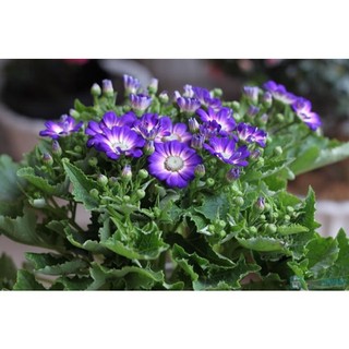 100 hạt giống hoa cúc lá nho
