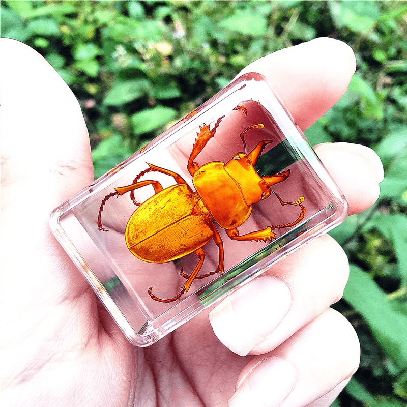 Tiêu bản hổ phách các mẫu côn trùng nhỏ dùng cho giáo dục