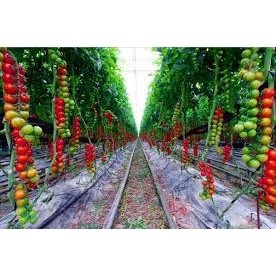 30 hạt giống cà chua chuỗi ngọc