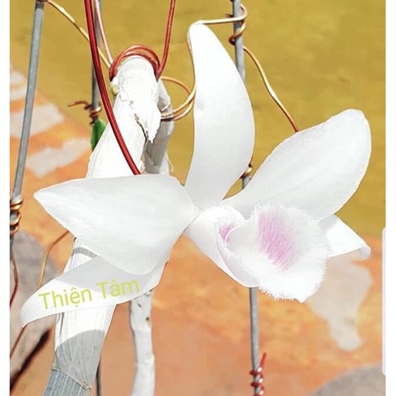 LAN ĐỘT BIẾN - Phi điệp ĐỘT BIẾN 5 cánh trắng THIỆN TÂM - Hàng var, hoa cực đẹp cực hiếm gieo hạt