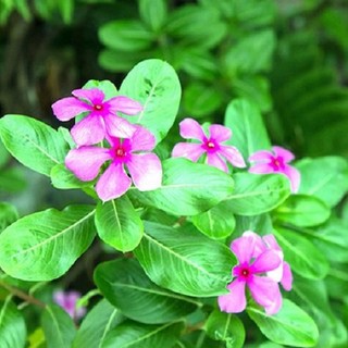 Cây Dừa Cạn tươi 1kg