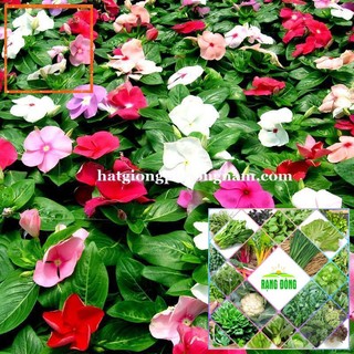 50H - HẠT GIỐNG HOA DỪA CẠN ĐỨNG Hạt Giống Nông Trại Xanh THE GARDEN