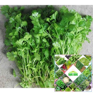 gói 5 gr hạt giống rau mùi ta trồng bốn mùa ( rau ngò rí)