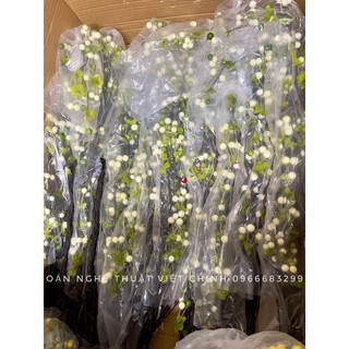 Cành cherry cổ