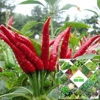 Gói 30 hạt giống ớt chỉ thiên F1